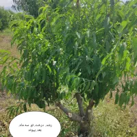 انجام پیوند تاجی تضمینی