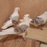 گرده دار|پرنده|چگنی, |دیوار