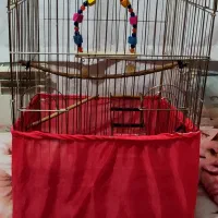 قفس کاسکو بزرگ با تمامی لوازم