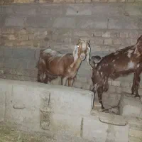 بز‌رشتی‌خوب