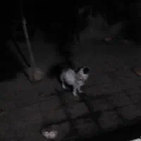 پاکوتاه تربیت شده