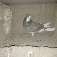 کفتر|پرنده|قلقل رود, |دیوار