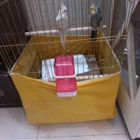 عروس نر و ماده دستی|پرنده|قم, عمار یاسر|دیوار