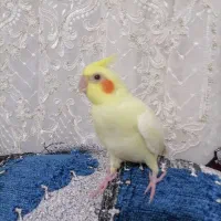 جوجه عروس با کیفیت آماده آموزش وسخنگو|پرنده|قیدار, |دیوار