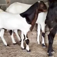 بزغالهاصلپاکستانی|حیوانات مزرعه|همدان, |دیوار