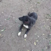 سگ قدر جانی و سگ ژرمن جفت نر|سگ|خرمآباد (تنکابن), |دیوار