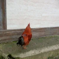 مرغ و خروس|حیوانات مزرعه|لاهیجان, آهندان|دیوار