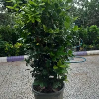 گل های بیرونی طبیعت زیبا|خدمات باغبانی و درختکاری|کلاچای, |دیوار