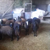 ۲۵بره،ماده،ونرفروشی