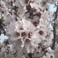 تیلر زنی باغ