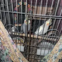 عروس هلندی|پرنده|رشت, کاکتوس|دیوار