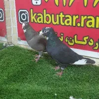 کبوتر پلنگ کرمانی