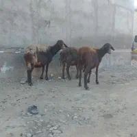 گوسفند افشاری سالم وابستن