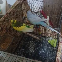 مرغ عشق|پرنده|مشهد, توس (بلوار توس)|دیوار