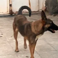 واگزاری سگ مالینیوز ماده