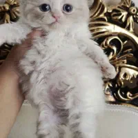 گربه پرشین همالین چاکلت رگدال