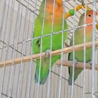 دو تا طوطی برزیلی گم شده