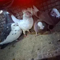 تعدادی کفتر و کبوتر