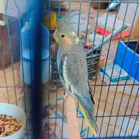 اسباب بازی عروس هلندی