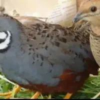 بلدرچین مینیاتوری