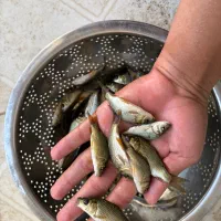 سایز سه بند ماهی گرمابی|ماهی|سنندج, |دیوار