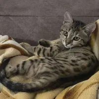 گربه گم شده در زاگرس