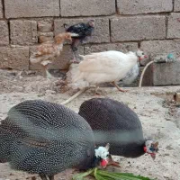 مرغ شاخدار|حیوانات مزرعه|طسوج, |دیوار