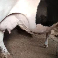 گاو ماده آبستن|حیوانات مزرعه|جزمان, |دیوار