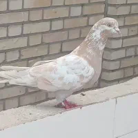 فروش کبوتر