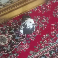 سینه مشهدی|پرنده|مشهد, علی آباد|دیوار