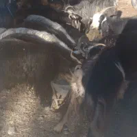 فروش ۲۰عددبز وبزغاله جوان وچاق|حیوانات مزرعه|دره شهر, |دیوار