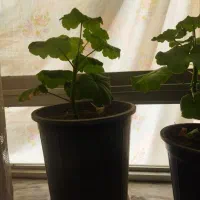 شمعدانی هلندی|گل و گیاه طبیعی|فولادشهر, فولادشهر|دیوار