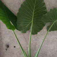 گل بابا ادم|گل و گیاه طبیعی|سیاهکل, |دیوار