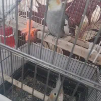ی جفت عروس هلندی خاکستری