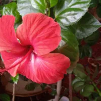 کل زیبای قرمز