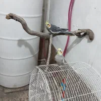 طوطی عروس جفت ۷۰۰|پرنده|رشت, دروازه لاکان|دیوار