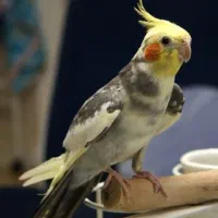 عروس هلندی گمَ  شده