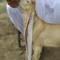 بز شیر و پاکستانی