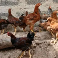 مرغ و خروس