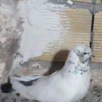 ماده کله دوم سبز