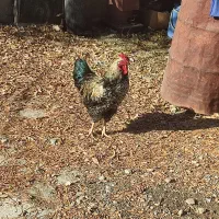 خروس زیبا|حیوانات مزرعه|سنندج, |دیوار