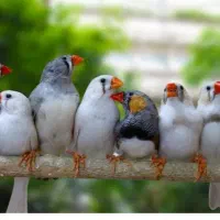 فنچ .فنچ کینگ .مرغ عشق انگلیسی