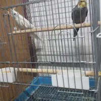 عروس هلندی مولد|پرنده|ارسنجان, |دیوار