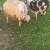 میش و بره|حیوانات مزرعه|اندیمشک, |دیوار