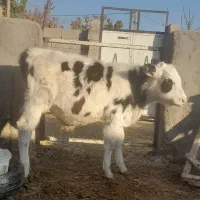 گوساله نر و ماده چهار ماهه