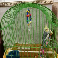 عروس هلندی نر