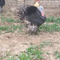 بوقلمون برنزه معاوضه با مرغ محلی جوان