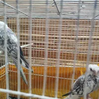 دو تا  عروس وایت فیس .مرغ عشق زیبا همه دستی