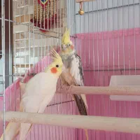 عروس هلندی|پرنده|آباده, |دیوار