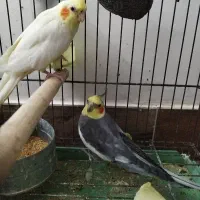 یه جفت عروس هلندی